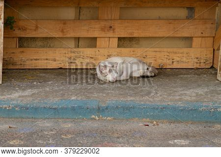 Stray Cat On The Empty Streets Of The Village In Summer After Covid-19 Lockdown In Aras De Los Olmos
