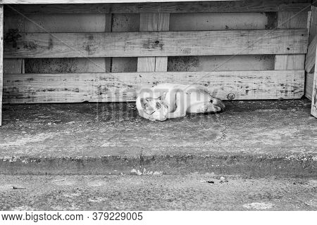 Stray Cat On The Empty Streets Of The Village In Summer After Covid-19 Lockdown In Aras De Los Olmos