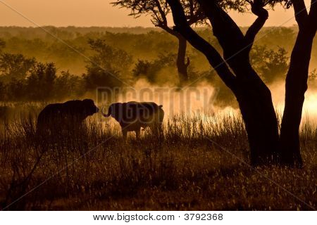 African Morning