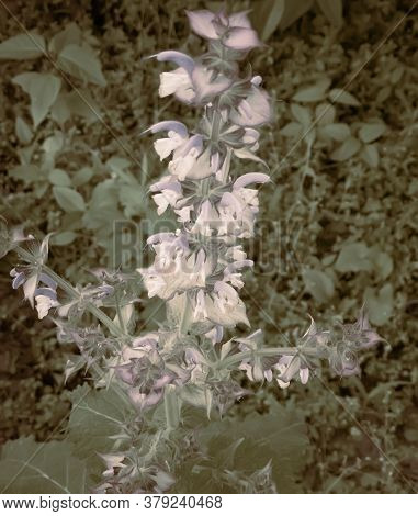 Sage-medicinal Plant In The Garden On A Flower Bed
