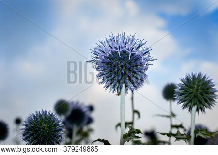The Blue Globe Thistle Fully Blooming In The Summertime,  The Netherlands, Photo Taken In Frog Persp
