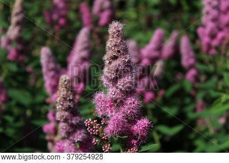 The Picture Shows Blossoming Bridewort In The Garden