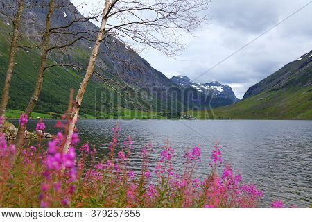 Norway Landscape With Pink Flowers. Eidsvatnet Lake Near Geiranger And Fireweed Flowers (chamaenerio