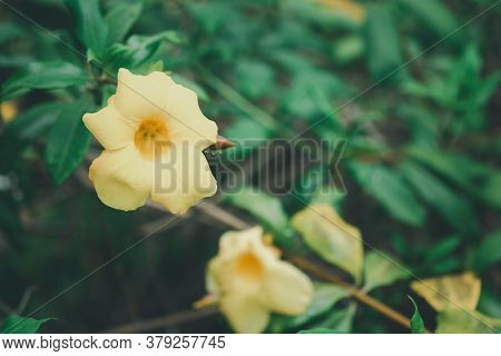 Yellow Flowers Of Allamanda, Common Allamanda, Golden Trumpet, Golden Trumpet Vine, Yellow Bell (all