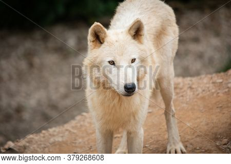 Hudson Bay Wolf