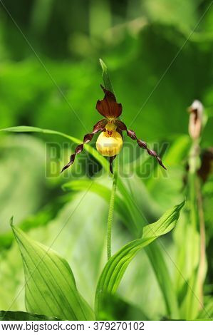 A Vertical Of A Wild Yellow Lady's Slipper, Cypripedium Parviflorum