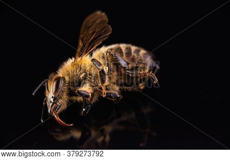 Closeup Of Dead Honey Bee On Black Background. Importance Of Bees For Economy As A Pollinator Of Foo