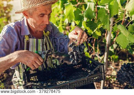 Farmer Gathering Crop Of Grapes On Ecological Farm. Senior Man Cuts Blue Table Grapes With Pruner An