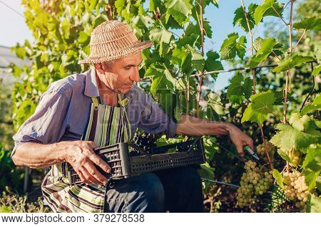 Farmer Gathering Crop Of Grapes On Ecological Farm. Man Cutting Blue Table Grapes With Scissors. Hea
