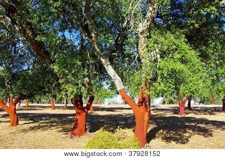 Alberi di sughero spogliati