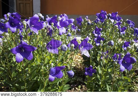 Stem Of Bluebell (campanula Rotundifolia Or Campanula Petiolate, Common Harebell, Blawort, Heath Bel