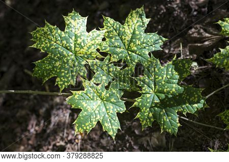 Maple Leaves With Spots Of Disease. Rhytisma Acerinum - Disease Maple Leaf.