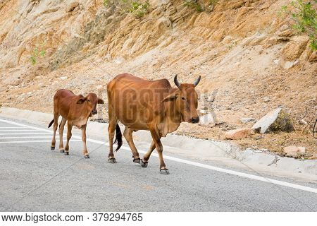 Cows In Vietnam Ocean Road From Mui Ne To Phan Rang