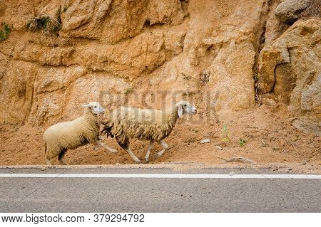 Sheeps In Vietnam Ocean Road From Mui Ne To Phan Rang