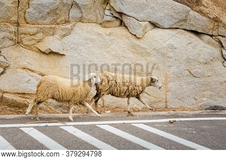 Sheeps In Vietnam Ocean Road From Mui Ne To Phan Rang
