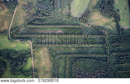 Straight Lines Of Forest