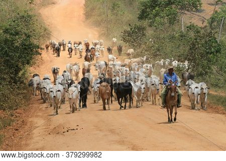 Itamaraju, Bahia / Brazil - September 3, 2008: Cowboys Transport Cattle On A Dirt Road In A Rural Ar