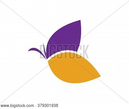 Butterfly Logo Vector Template Design