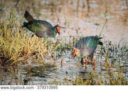 Goa, India. Two Grey-headed Swamphen Birds In Morning Looking For Food In Swamp. Porphyrio Polioceph
