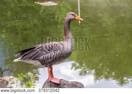 The Wild Greylag Goose Standing On The Green Shore Of The Pond. The Greylag Goose Anser Anser Is A S