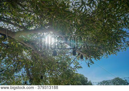Green Tree Branches With Sunlight Come Through At Noontime