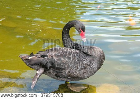 Black Swan In A Pond In The Park.
Close-up.