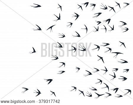 Flying Swallow Birds Silhouettes Vector Illustration. Migratory Martlets School Isolated On White. F