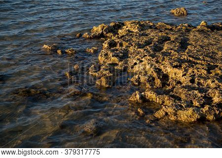 A Small Black Starfish In Sea Water