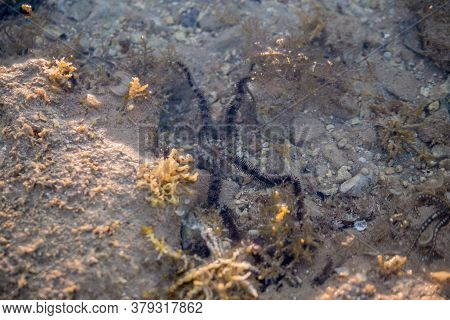 A Black Starfish In A Sea Water
