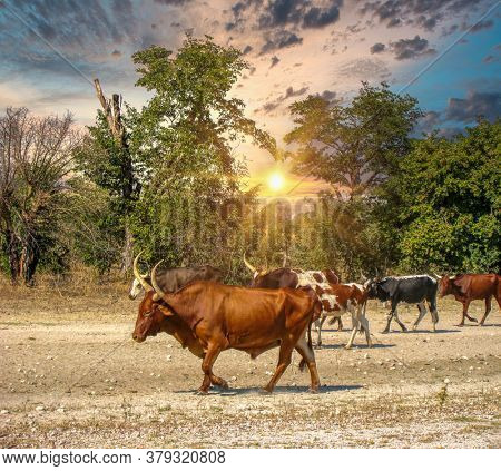 Herd of Nguni cattle  on dry land walking back to the farm