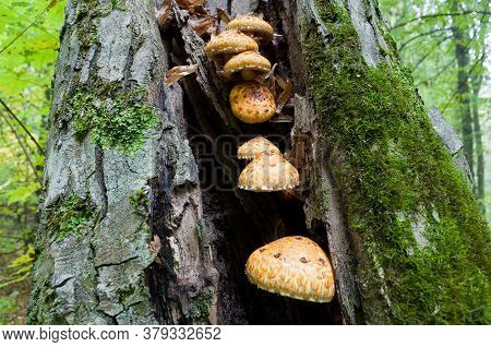 Edible Mushrooms Pholiota Aurivella Grow In The Forest On The Trunk Of The Old Tree