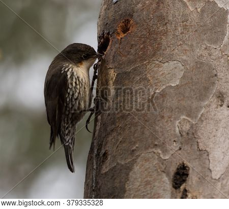 A White Throated Tree Creeper Busy On Tree Trunk