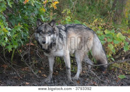 Wolfwater