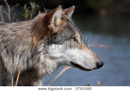 Farkas