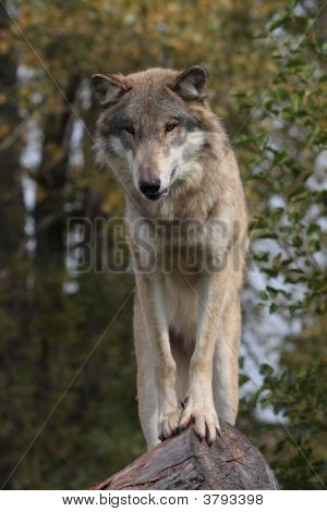 Wolflog