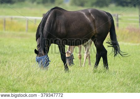A Valk Color Foal And A Brown Mare In The Field, Wearing A Fly Mask, Pasture, Horse
