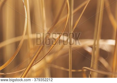 Macro Detail Of Autumn Dried Out Bush Of Chineese Maiden Silver Grass Or Miscanthus Sinensis; Dried 