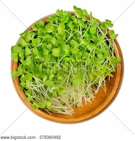 Broccoli Sprouts In A Wooden Bowl. Raw And Fresh Microgreens, Green Seedlings, Young Plants And Coty