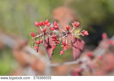 Japanese Snowball Berries - Latin Name - Viburnum Plicatum Var. Tomentosum