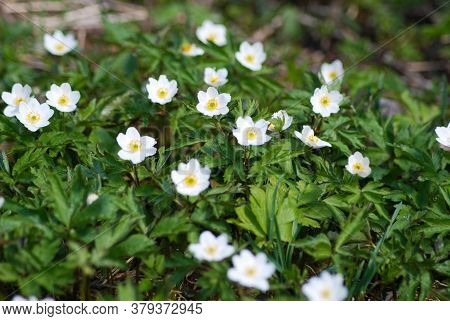 Whiter Flower Grows In The Forest. This Flower Is A Harbinger Of Spring. Beautiful Early Spring.