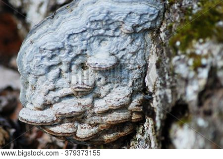 Close-up - In Spring, A Large Tree Flu On The Trunk Of An Old Tree. The Tree Is Covered With Green M
