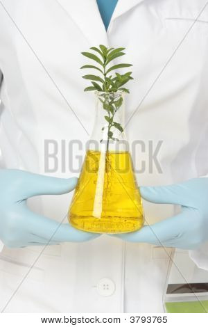 Bitki patolojisi (Phytopatholog (Fitopatoloji)