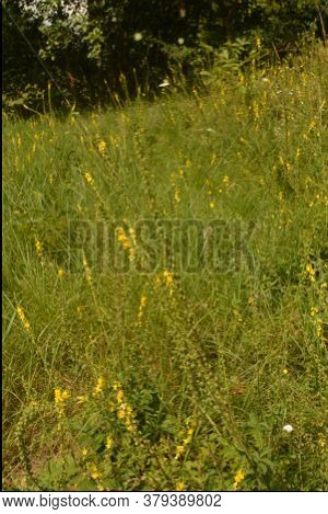 Common Agrimony (agrimonia Eupatoria).medicinal Plant:agrimonia Eupatoria. Common Agrimony