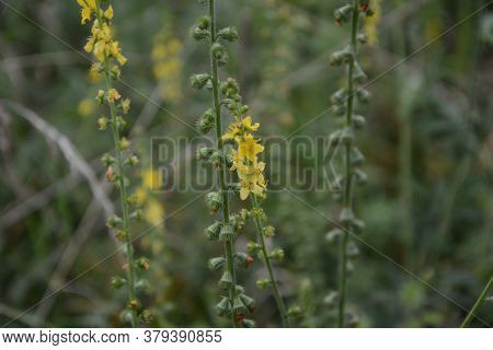 Common Agrimony (agrimonia Eupatoria).medicinal Plant:agrimonia Eupatoria. Common Agrimony