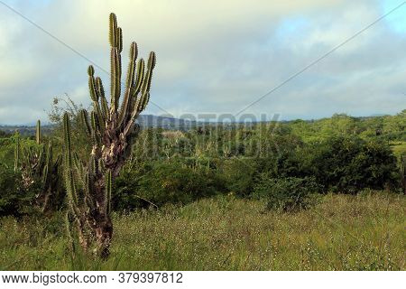 Photo Of A Cactus Contrasting With Green Forest, After Heavy Rains In The Brazilian Caatinga