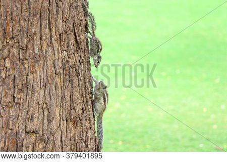 Squirrels,animals,squirrels In Tree,squirrels Looking Each Other,park,wild Life