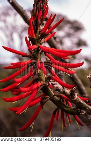 Beautiful Red Flowers On The Side Of The Road