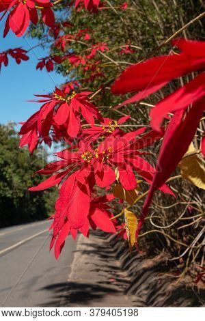 Beautiful Red Flowers On The Side Of The Road