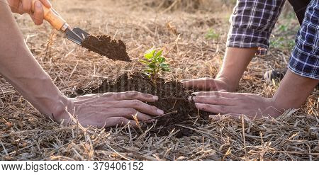 Hand Of People Helping Plant The Seedlings Tree To Preserve Natural Environment While Working Save W