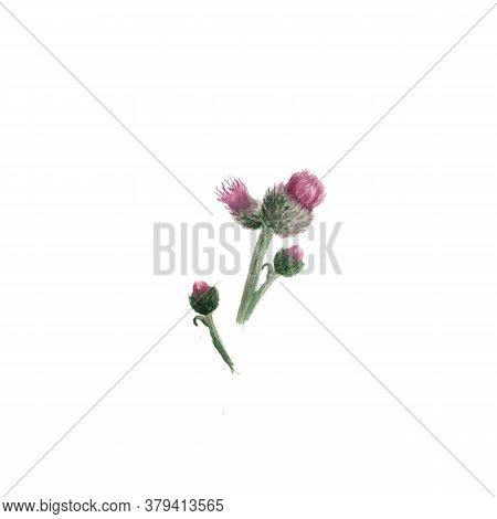 Botanical Watercolor Illustration Of Thistle Carduus Isolated On White Background